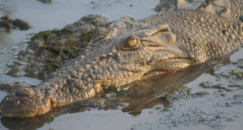 Wildlife rangers set a trap to capture the saltwater crocodile sighted near Beaver Rock on the Mary River. Wildlife rangers set a trap to capture the saltwater crocodile sighted near Beaver Rock on the Mary River.